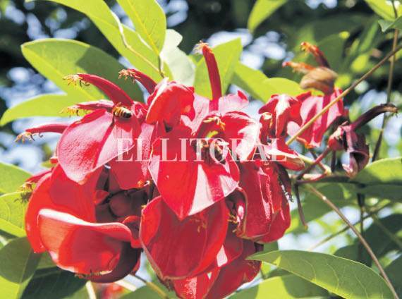 El ceibo, flor nacional El ceibo, flor nacional