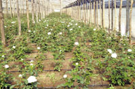A los gladiolos que siempre engalanaron el suelo de Santa Rosa, ahora se les suman los jazmines y las rosas.. 