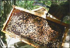 CAMPO_4-5_A.JPG