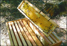 CAMPO_P4-5_B.JPG