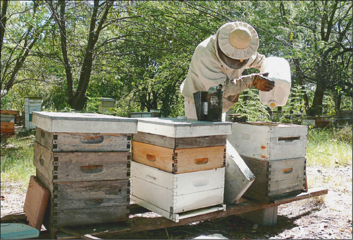 La sequía obliga a suministrar alimento artificial en el verano, cuando se debería estar cosechando miel. La campaña fracasó y ahora se intenta amortiguar el impacto para evitar males mayores en la invernada. DESCONCIERTO Y DESESPERACIÓN La sequía obliga a suministrar alimento artificial en el verano, cuando se debería estar cosechando miel. La campaña fracasó y ahora se intenta amortiguar el impacto para evitar males mayores en la invernada. DESCONCIERTO Y DESESPERACIÓN