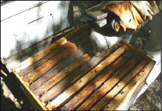 CAMPO_P4-5_C.JPG