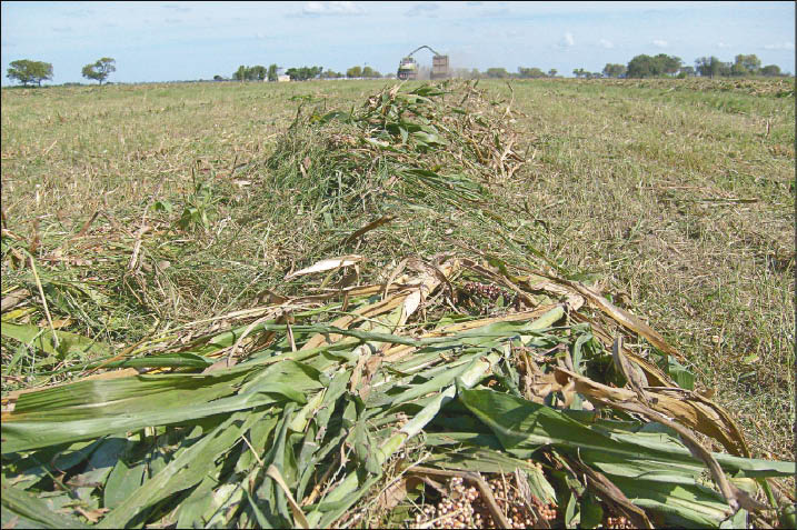 el Sorgo suma de a tres el Sorgo suma de a tres