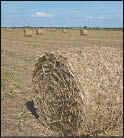 CAMPO_P8Y9E.JPG