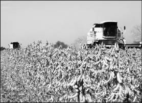 CAMPO_P5_ABRE.jpg