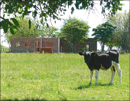 CAMPO_P6_CTRAL.JPG