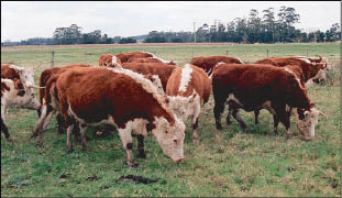 CAMPOLITORAL_P14.JPG