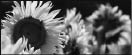CORTITAS_CAMPO_GIRASOL_P5.jpg