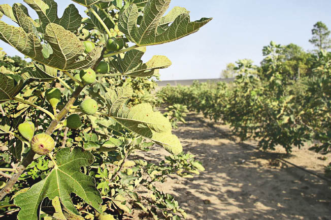 Higos, una producción que despierta Higos, una producción que despierta