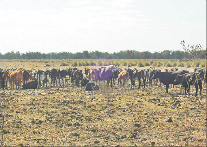 La ganadería “en retirada” La ganadería “en retirada”