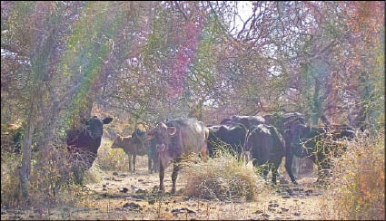 CAMPO_P8Y9_B.JPG