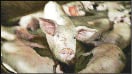 CAMPO_P2_INVITADO.JPG
