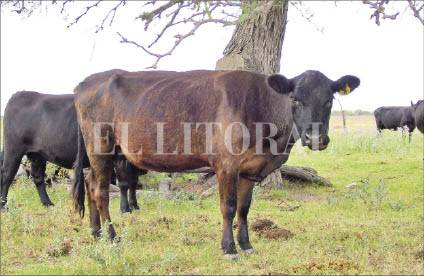 CAMPO_P12.JPG