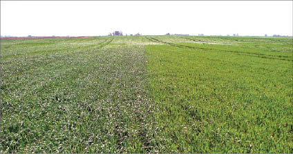 P10A_DIFERENCIA ENTRE PARCELA FERTILIZADA S_LO CON ESTI_RCOL Y PARCELA CONTROL_ SIN AGREGADO DE FERTILIZANTES_01.JPG