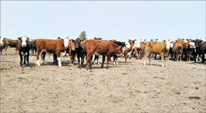 P10_FEED LOT EXTENDIDO MAXI (32).JPG