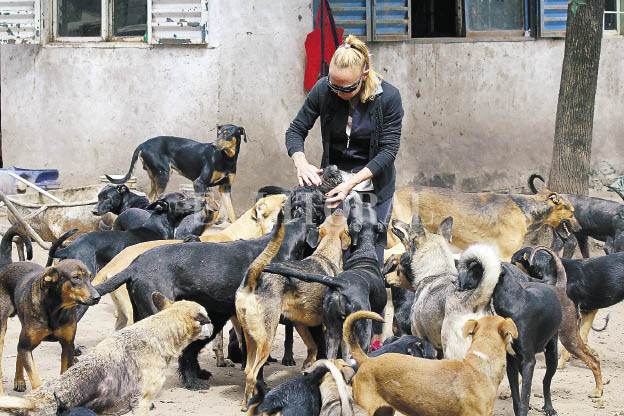 Polémica por un refugio de 200 perros en Sauce Viejo Polémica por un refugio de 200 perros en Sauce Viejo
