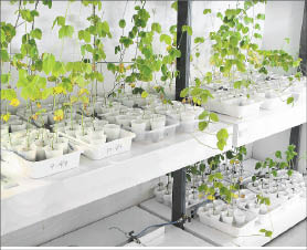 P6_PLANTA SANTO TOME BASF 4.JPG