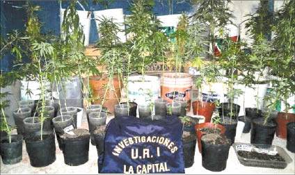 2_PLANTITAS 2.jpg