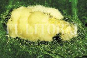 P4-5_1B_PLUTELLA XYLOSTELLA INFECTADA CON Z.JPG