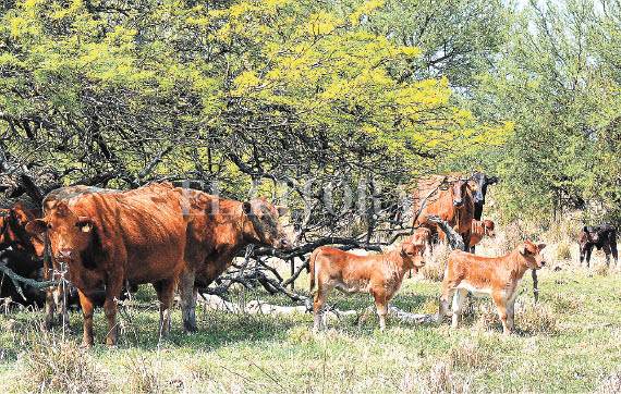 La cría es negocio... en campo propio La cría es negocio... en campo propio
