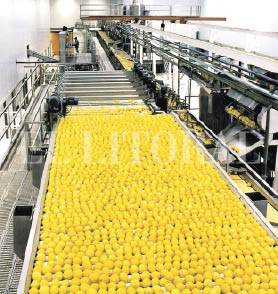 10-LIMONES.jpg